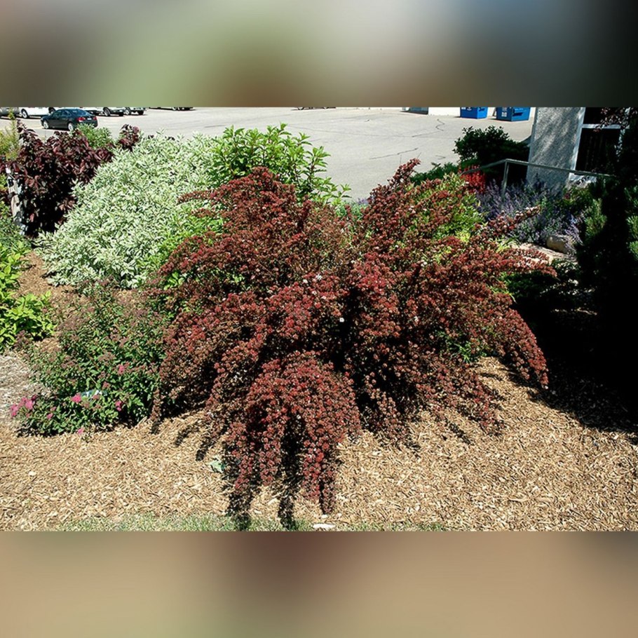 Пузыреплодник калинолистный (Physocarpus opulifolius)