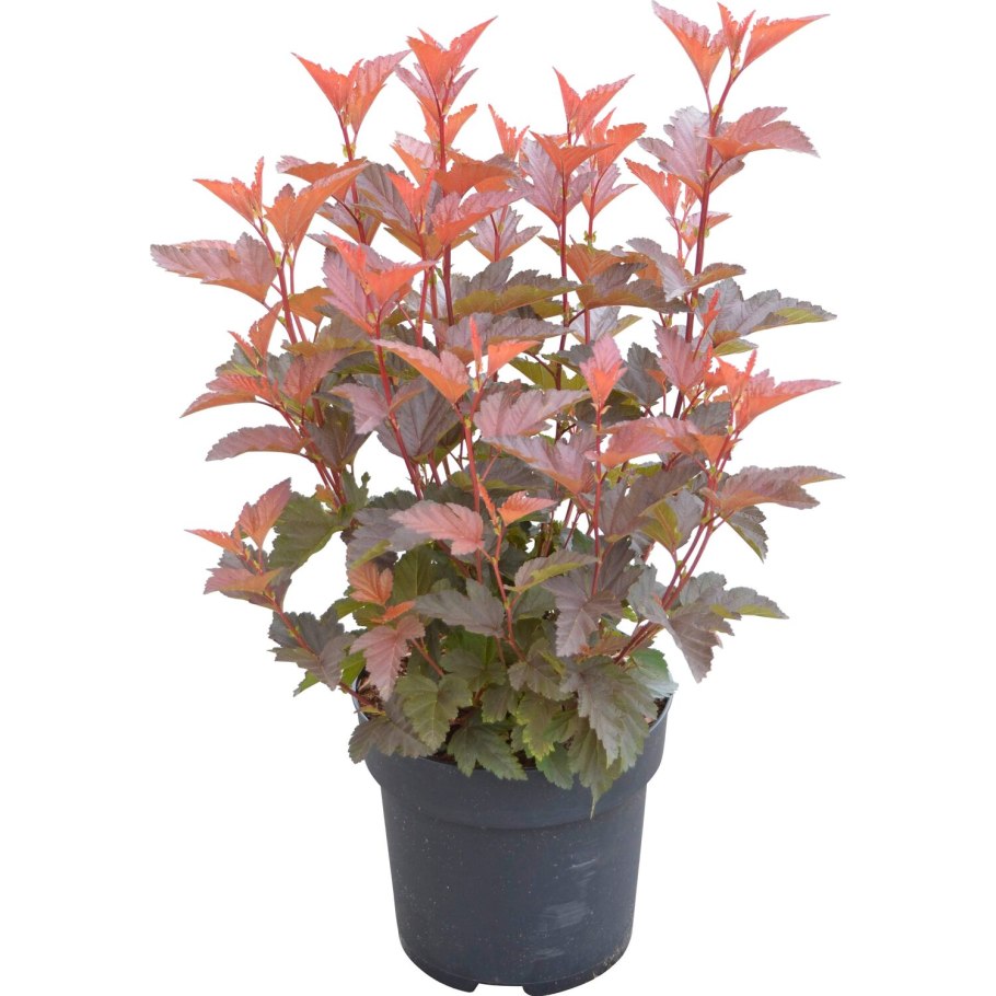 Пузыреплодник калинолистный Physocarpus opulifolius Zdechovice