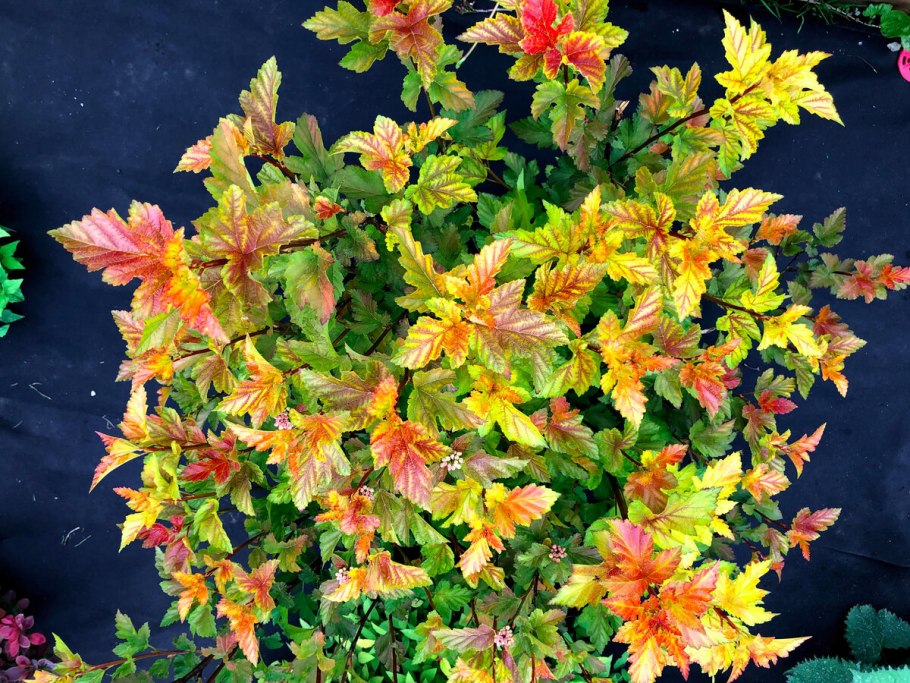 Пузыреплодник калинолистный little Angel