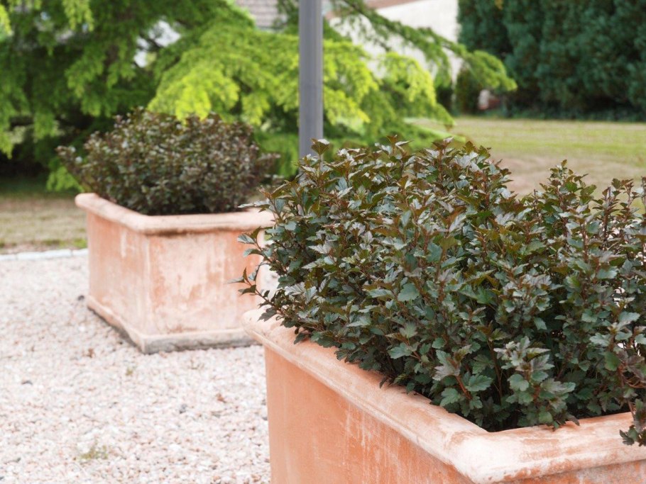 Пузыреплодник диабло фото и описание кустарника