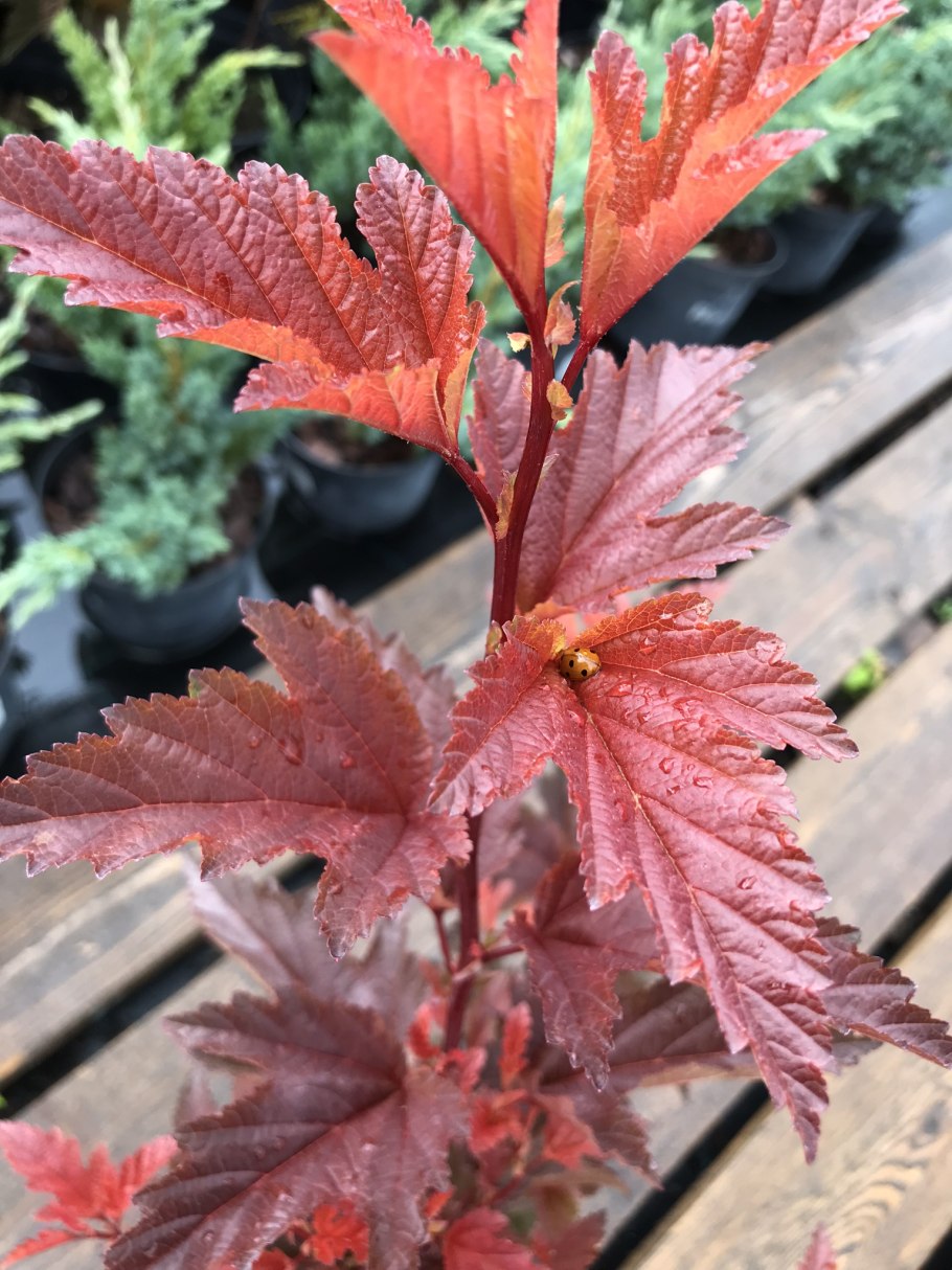 Пузыреплодник калинолистный Литтл Энджел