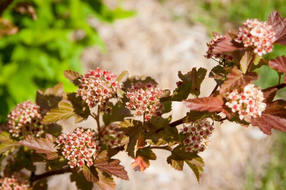 Пузыреплодник little Devil