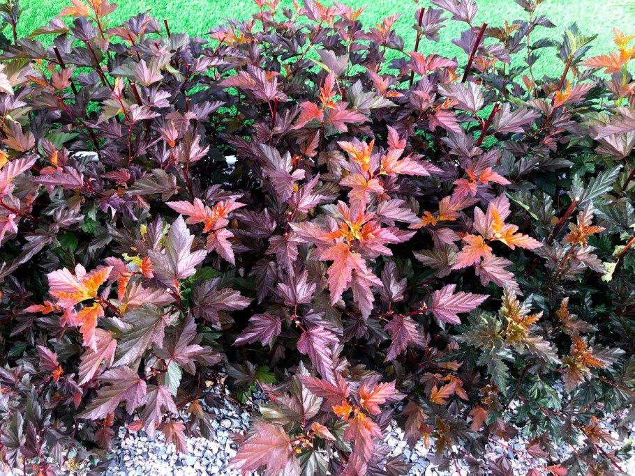 Пузыреплодник калинолистный little Joker