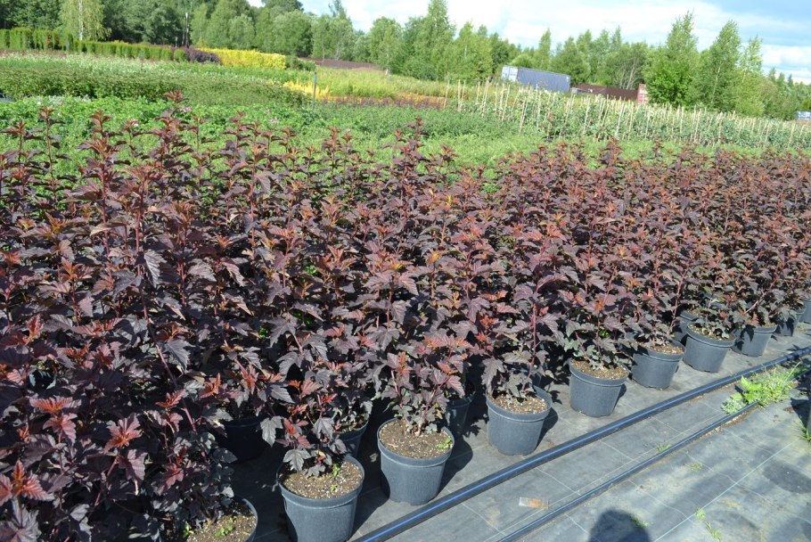 Пузыреплодник в снегу