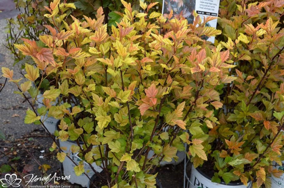 Пузыреплодник калинолистный tiny Wine