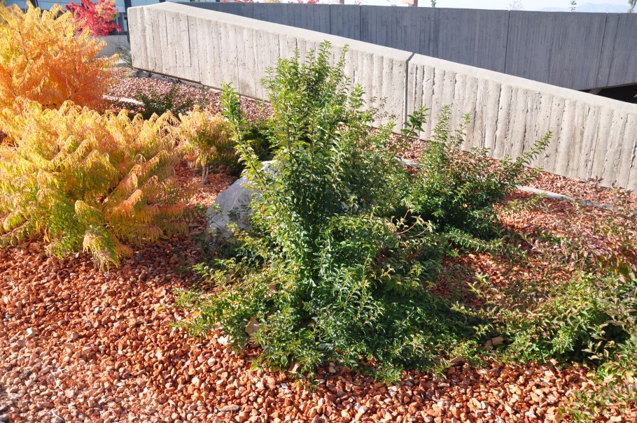 Пузыреплодник калинолистный Амбер Джубили