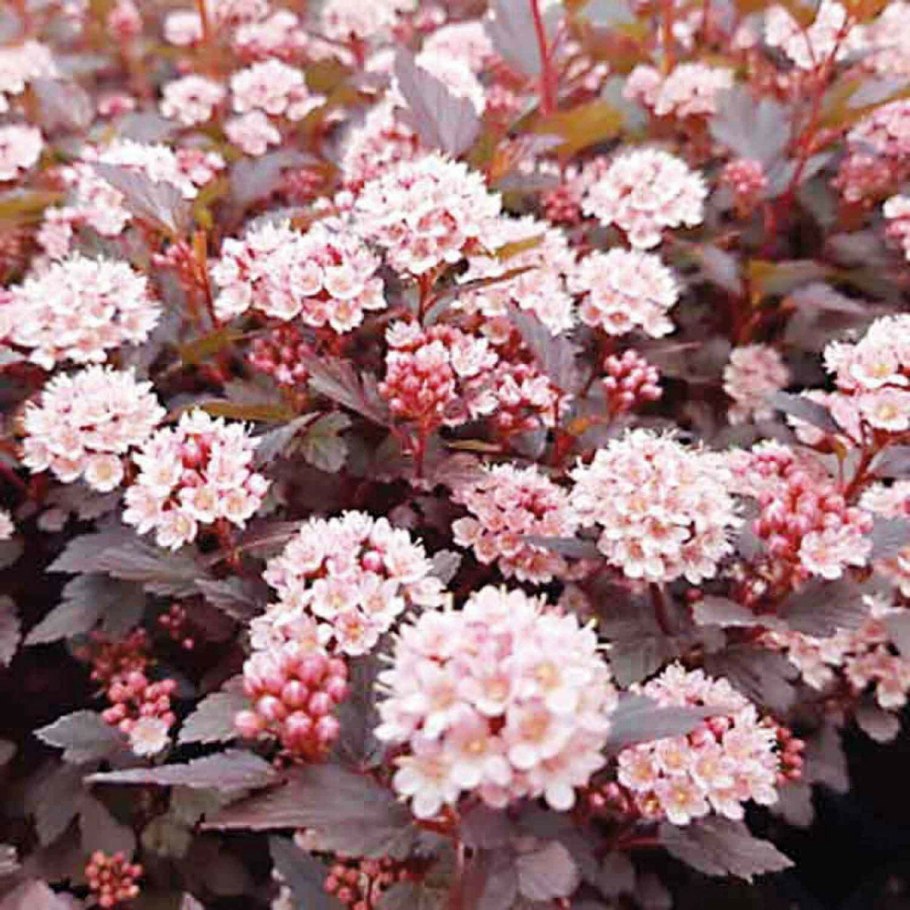 Пузыреплодник Литтл девил