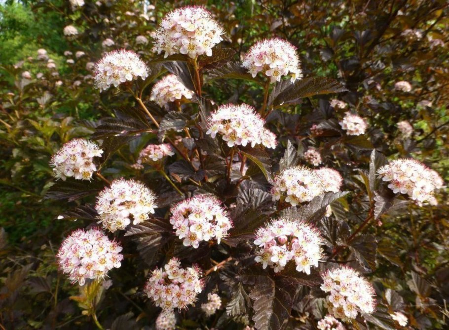Пузыреплодник калинолистный (Physocarpus opulifolius &#96;little Joker&#96;)