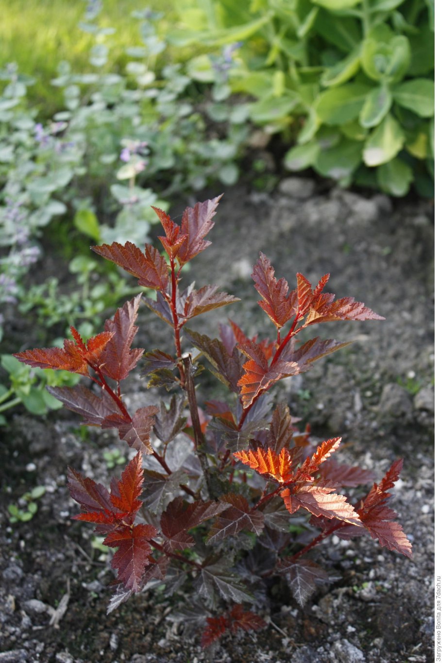 Пузыреплодник Андре