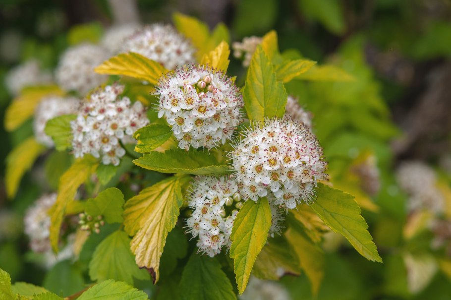 Physocarpus opulifolius Amber Jubilee