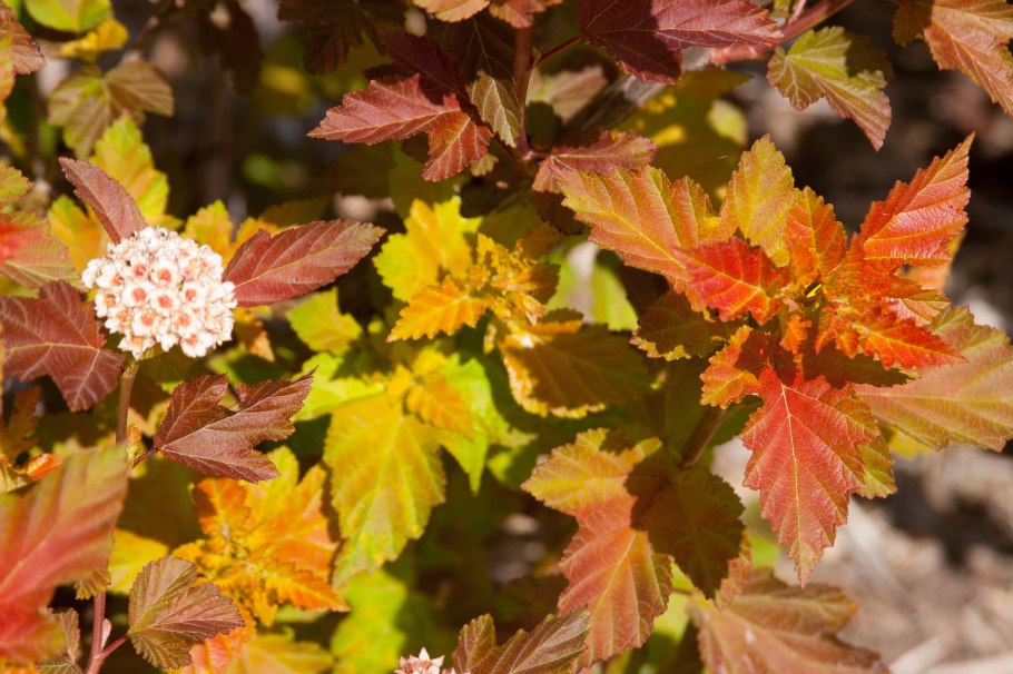 Physocarpus_opulifolius_Hedge