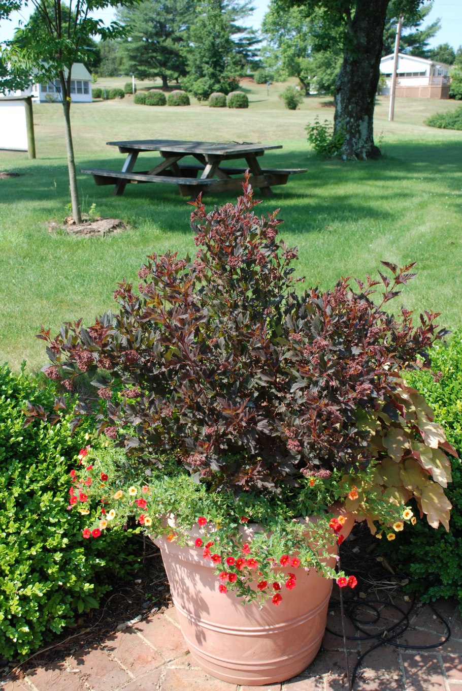 Пузыреплодник калинолистный (Physocarpus opulifolius &#96;little Joker&#96;)