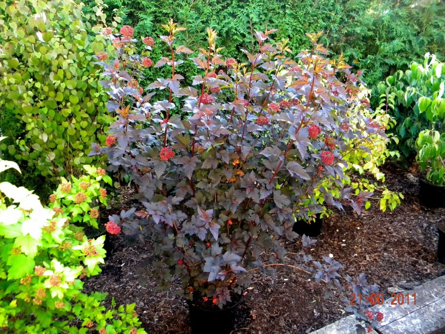 Пузыреплодник Амбер Джубили