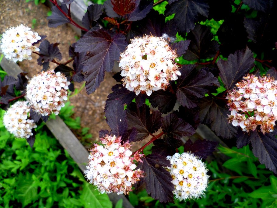 Пузыреплодник диабло