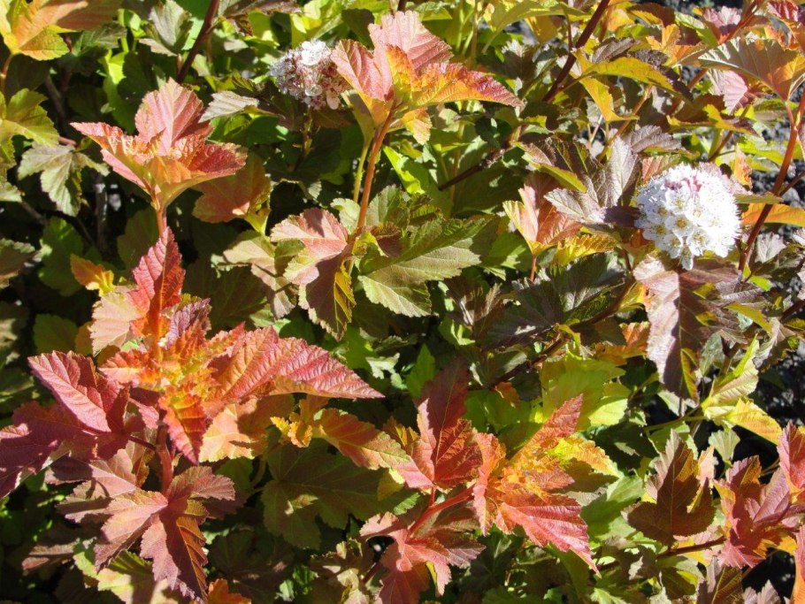 Пузыреплодник калинолистный Andre (Андре)