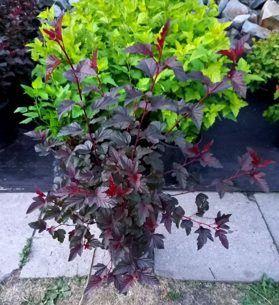 Physocarpus opulifolius little Angel