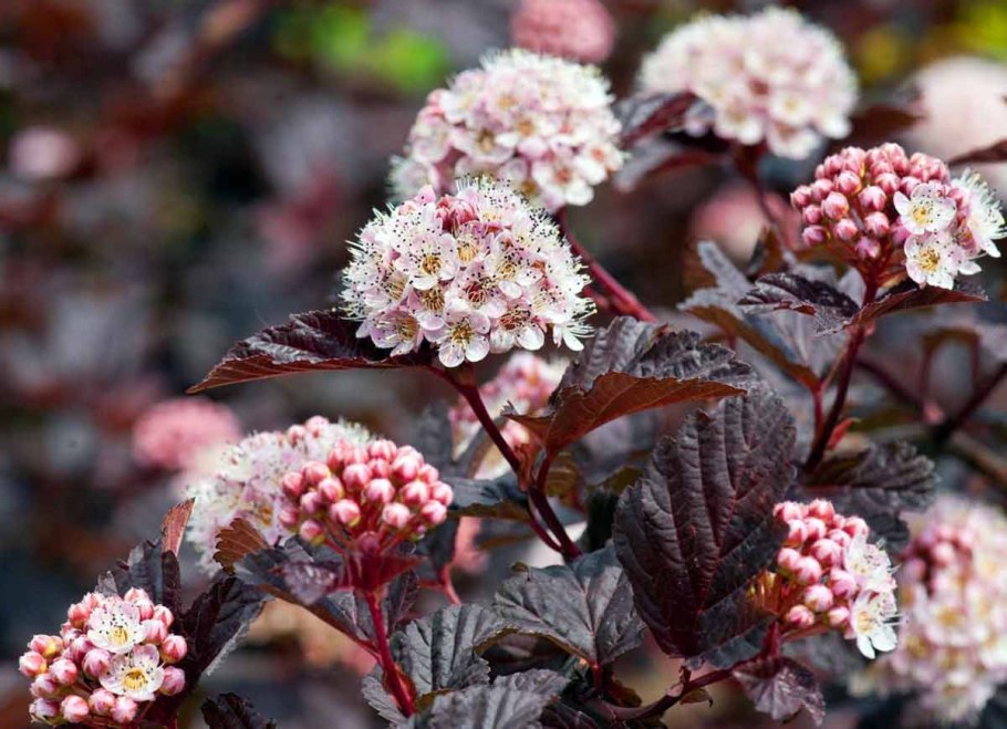 Спирея Лаймлайт