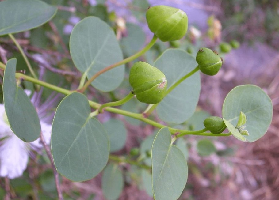 Caper (Capparis spinosa)