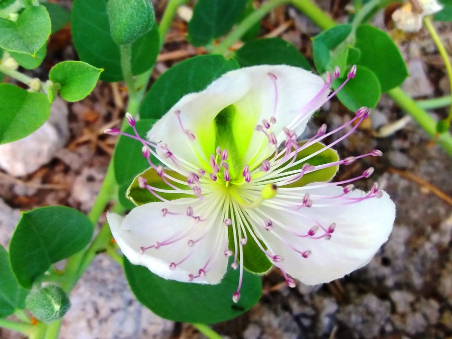 Каперсы колючие пустыни