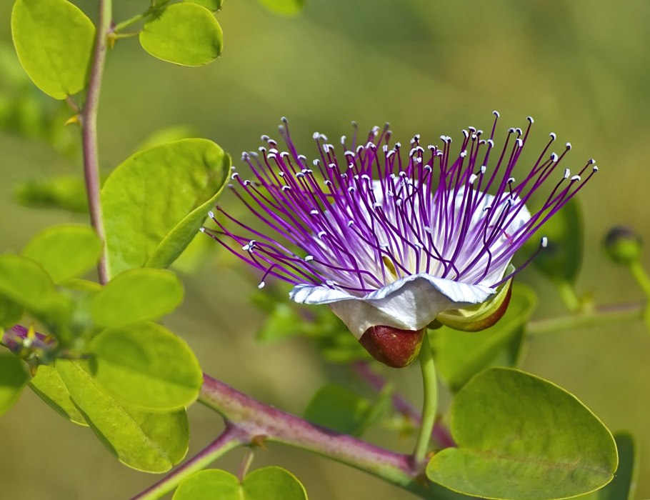 Каперсы цветение