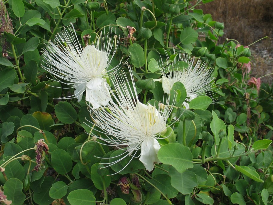 Каперсы колючие (Capparis spinosa)