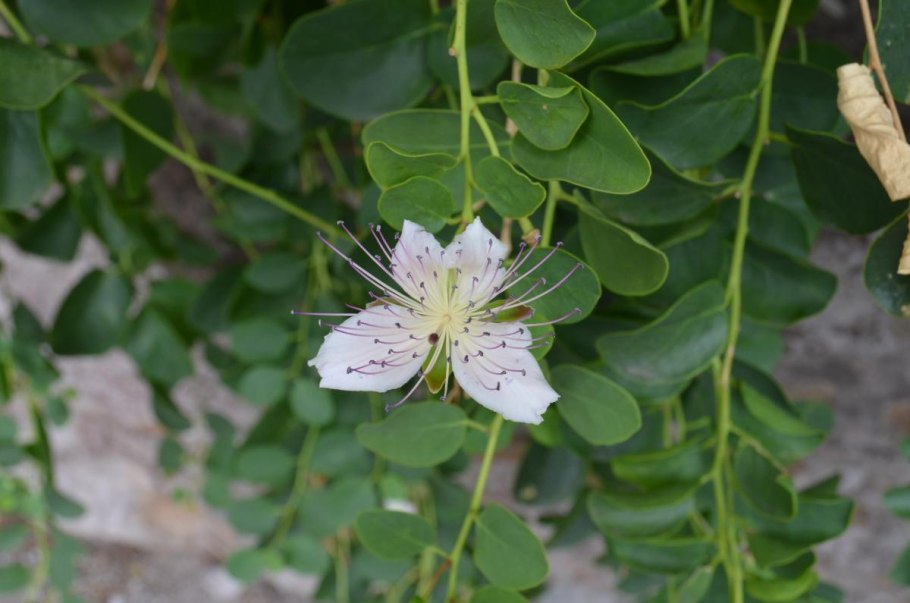 Что такое каперсы в кулинарии