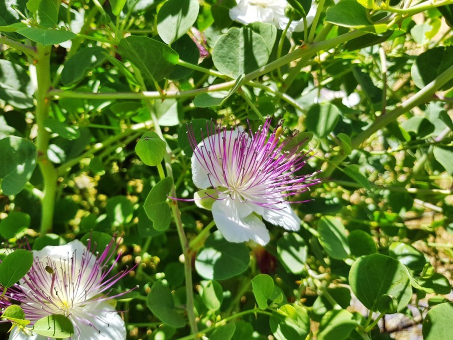 Каперсы цветы Армения