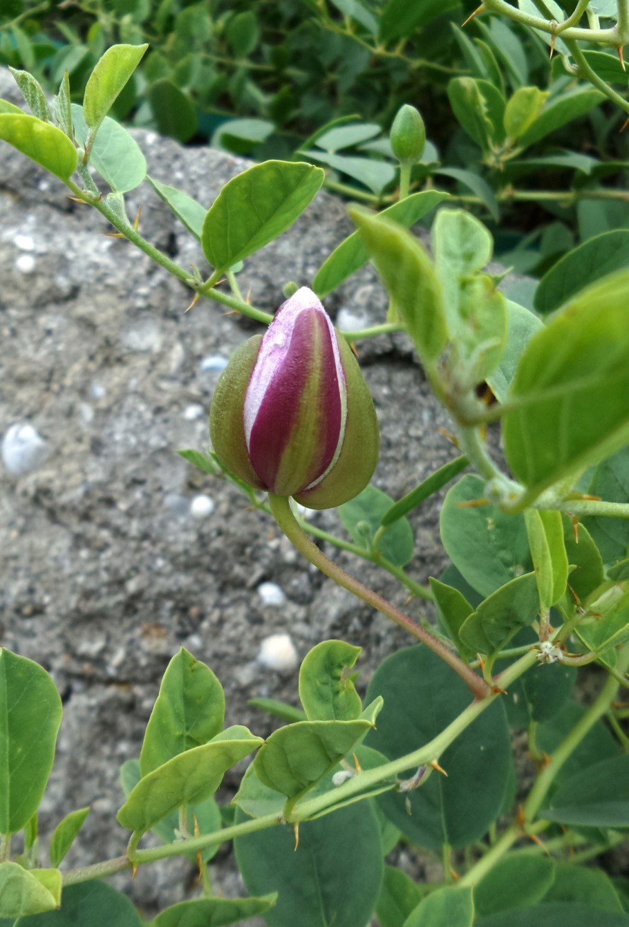 Каперсы кустарник