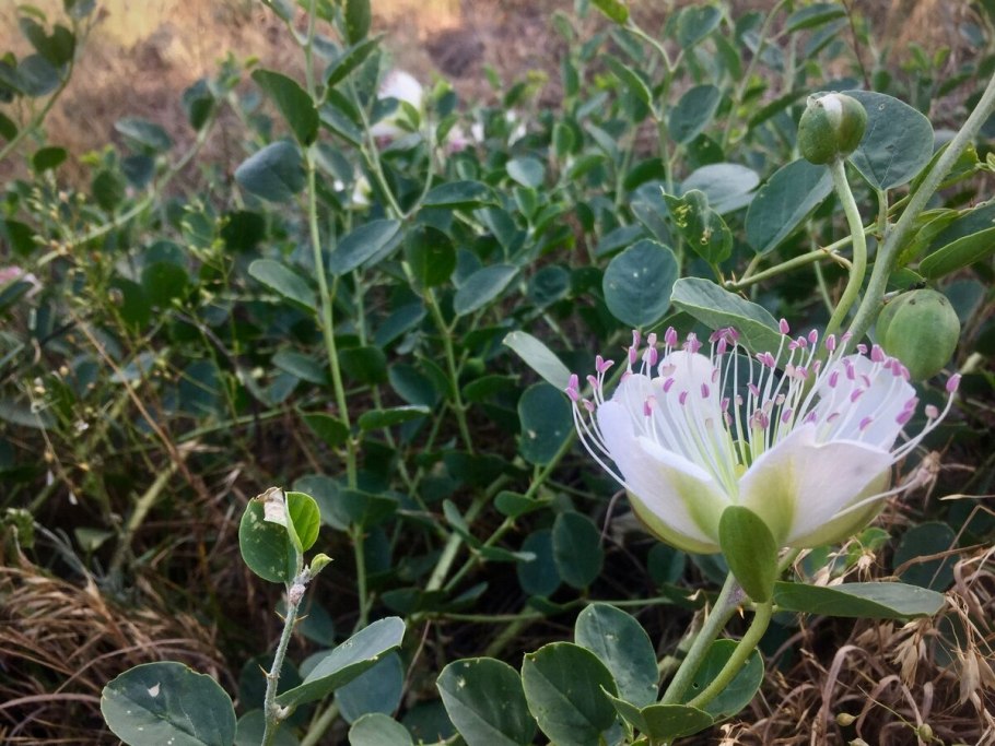 Плоды растения каперсы