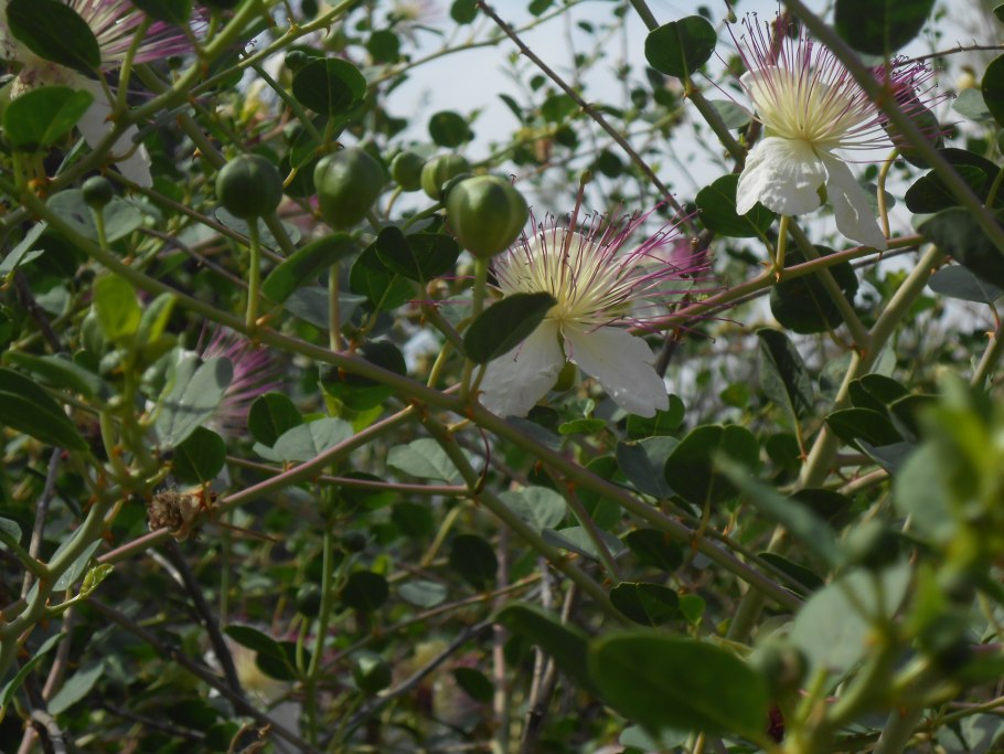 Каперсы растение