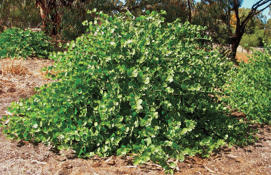 Каперсы "alcaparras"