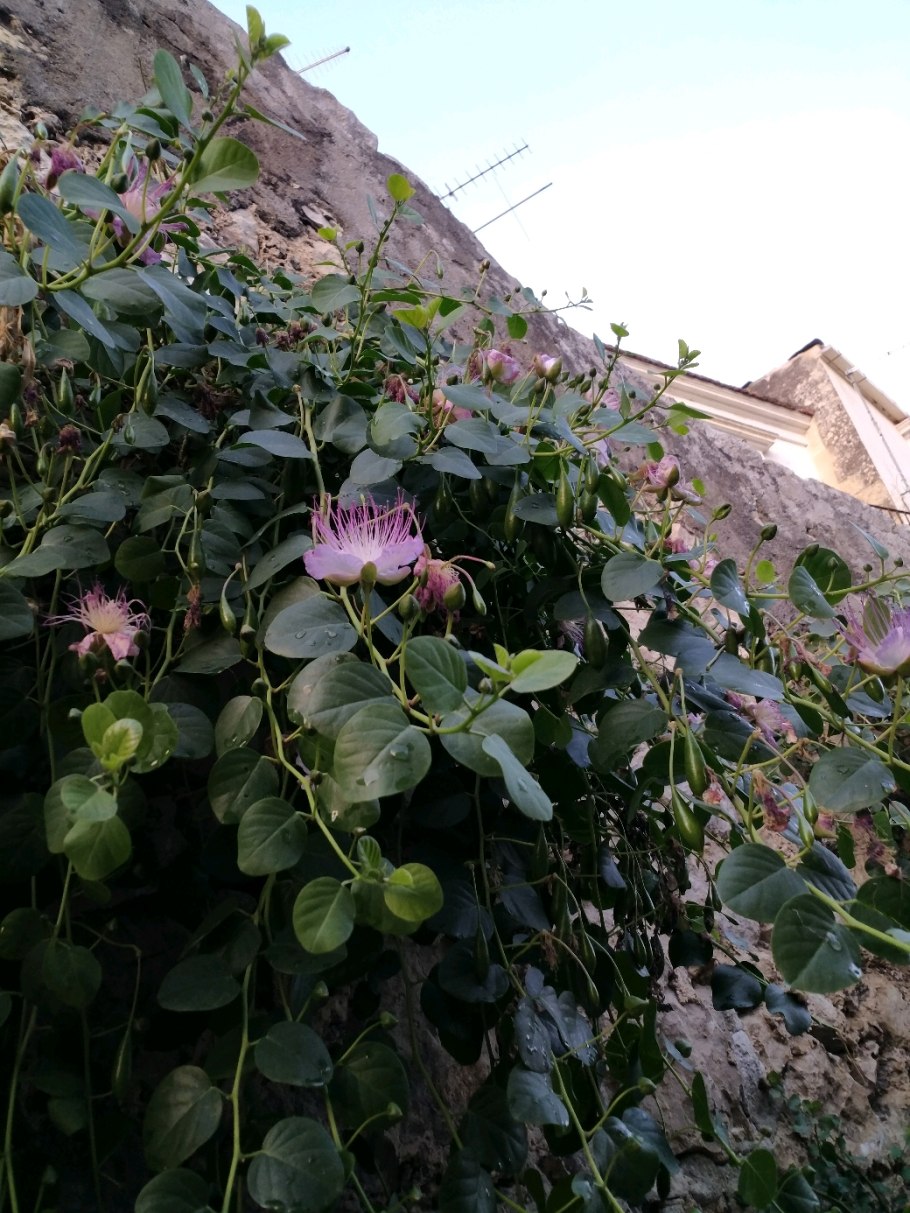 Каперсы звездчатые