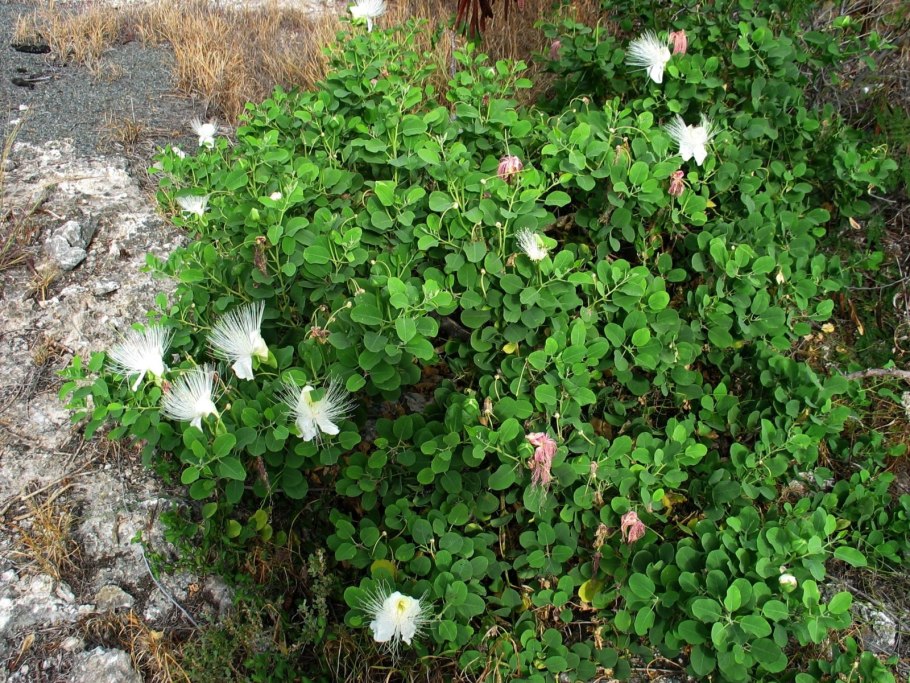 Каперсы Premium iska 100 г