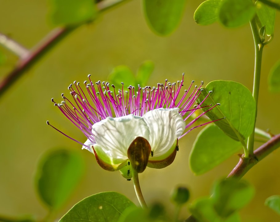 Каперсы медонос