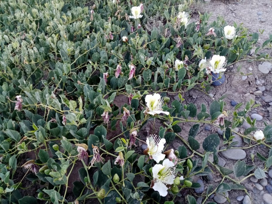 Каперсы растение