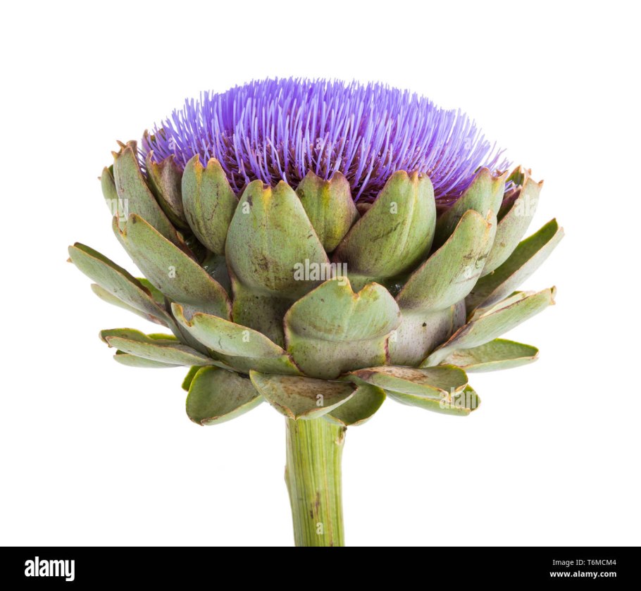 Артишок и расторопша