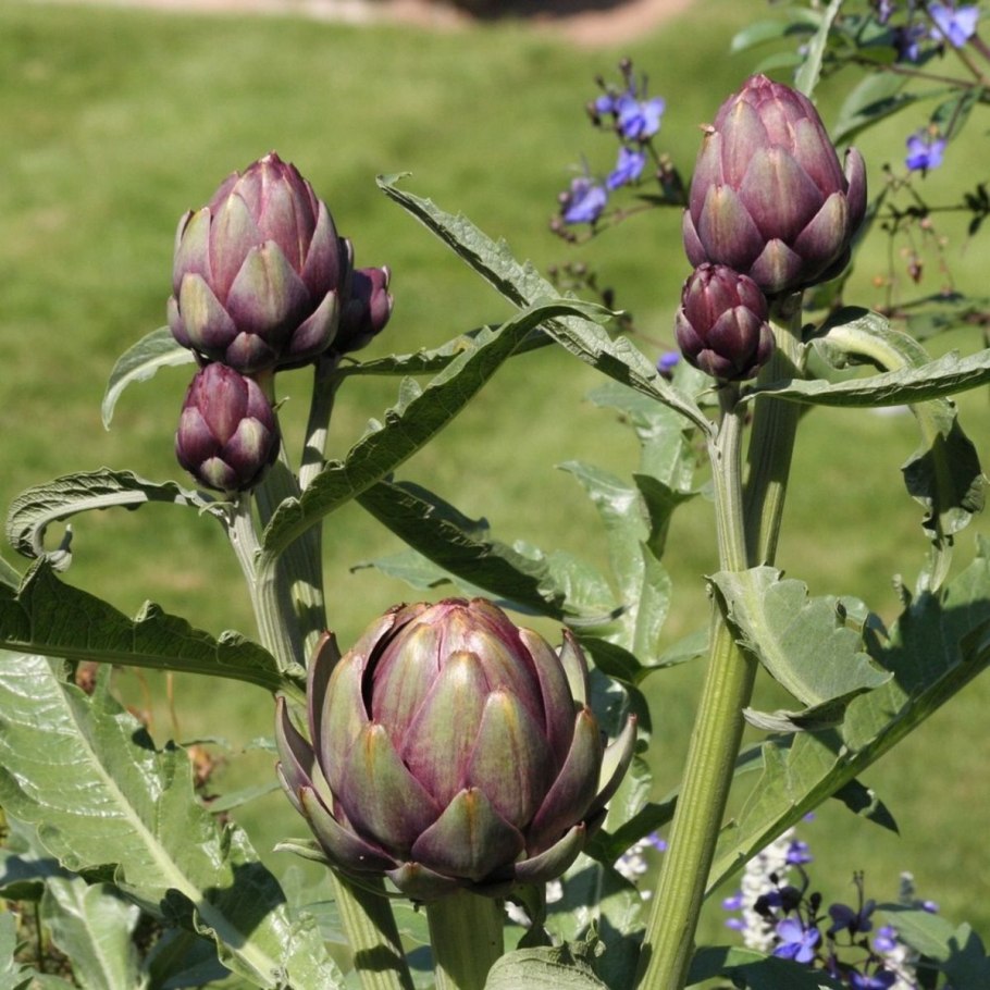 Артишок Violet de Provence