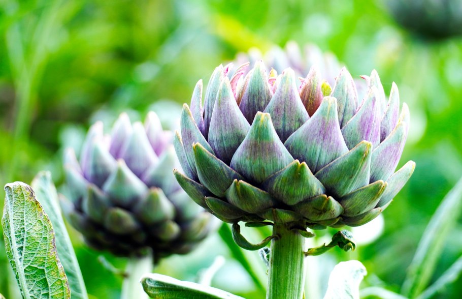 Подходящий логотип для детского сада артишок