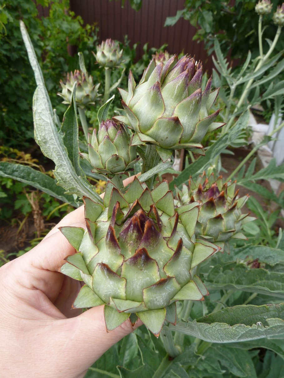 Артишоки кольраби