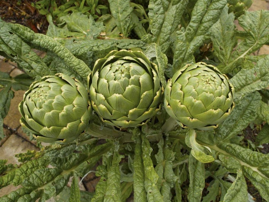 Артишок куст