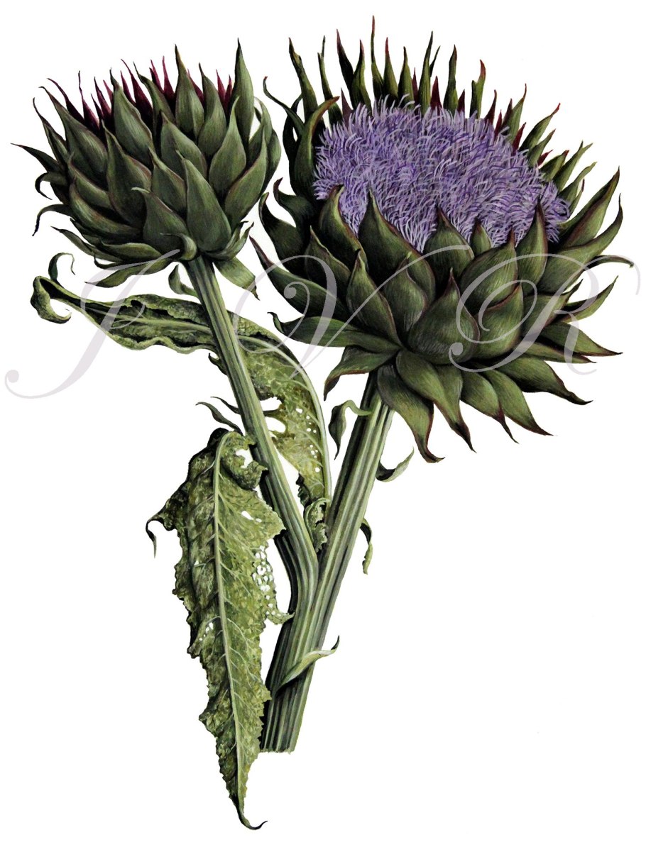 Артишоки в Италии