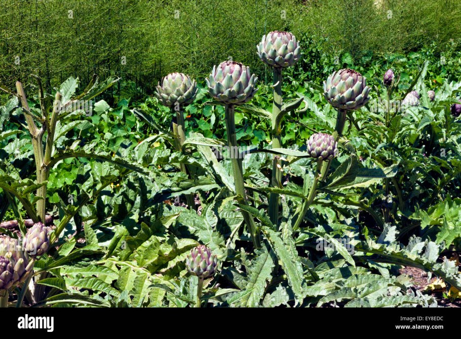 Артишоки BONTALORO