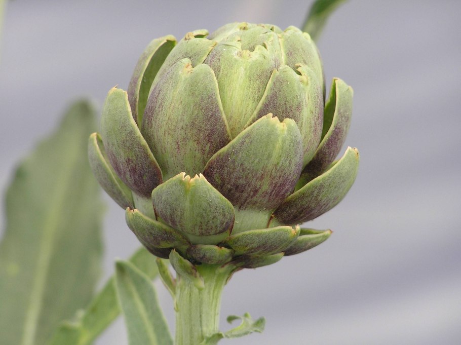 Итальянский артишок