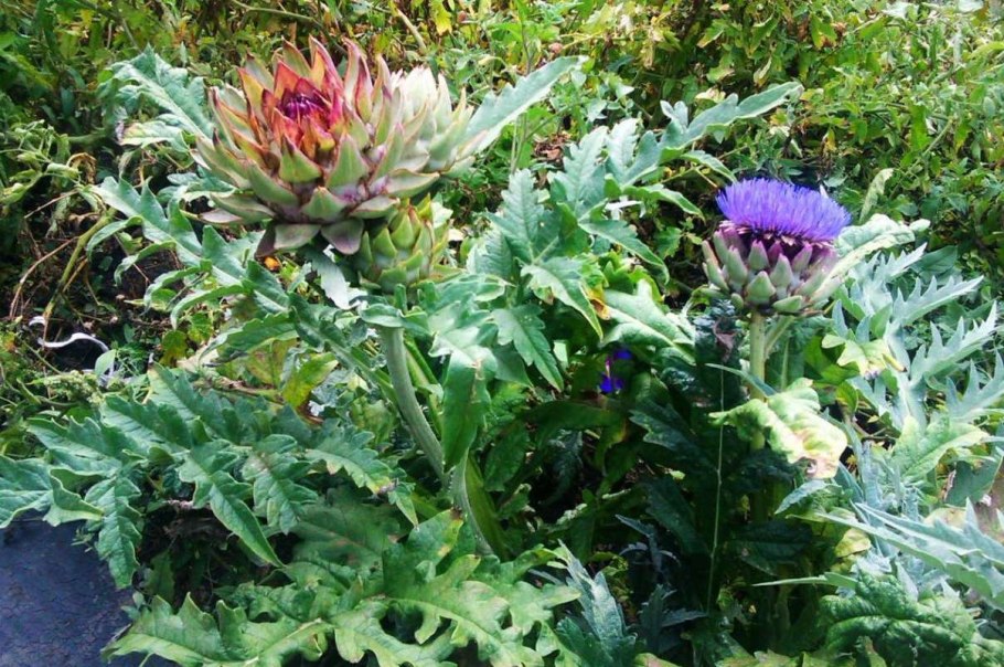 Артишок Грин Глоуб