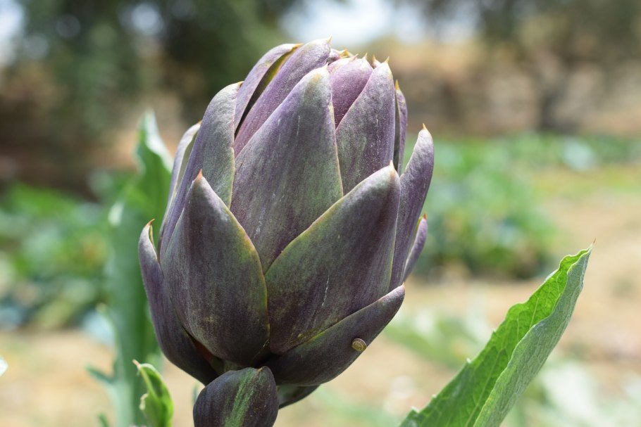 Артишок иллюстрация Графика