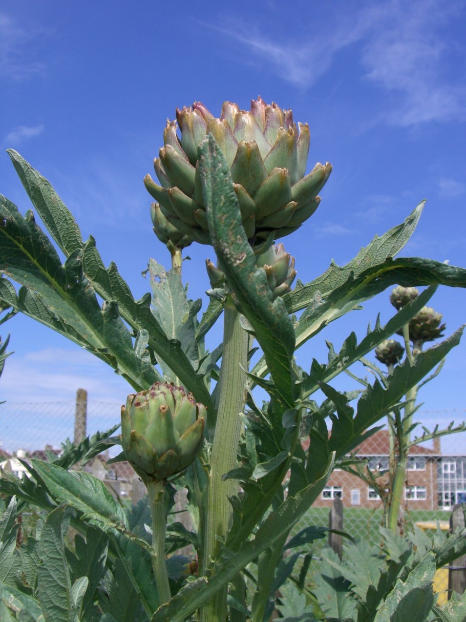 Артишок полевой