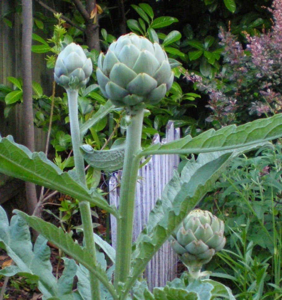 Артишок куст