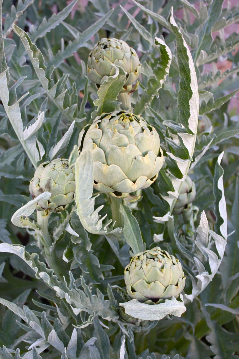 Артишок на черном фоне