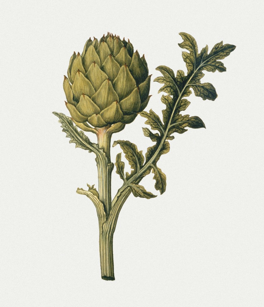 Ботаническая акварель артишок