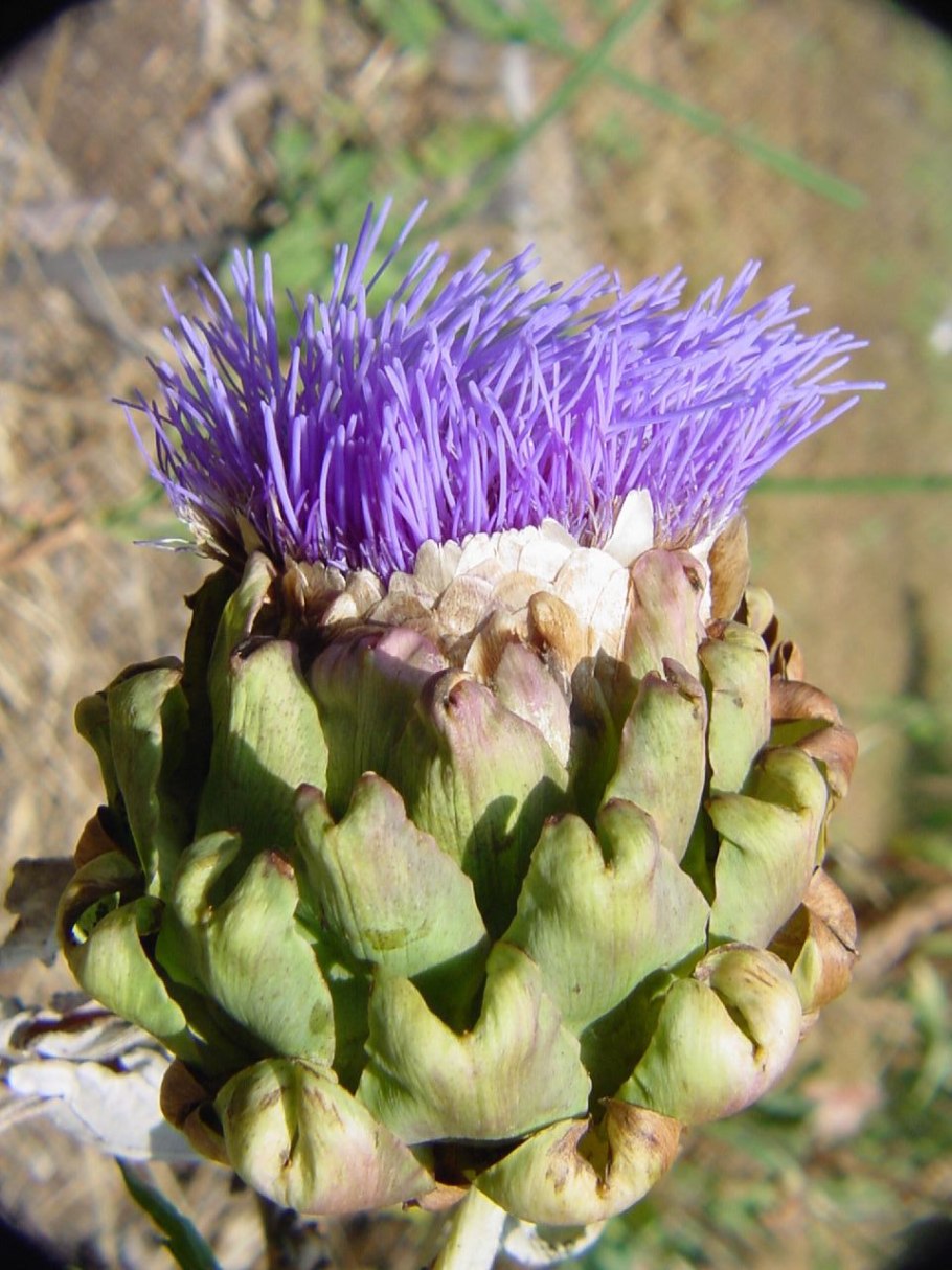 Артишок однолетник